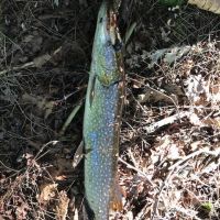 201 acres Waterfront Camp Lot Williamstown NY images 3