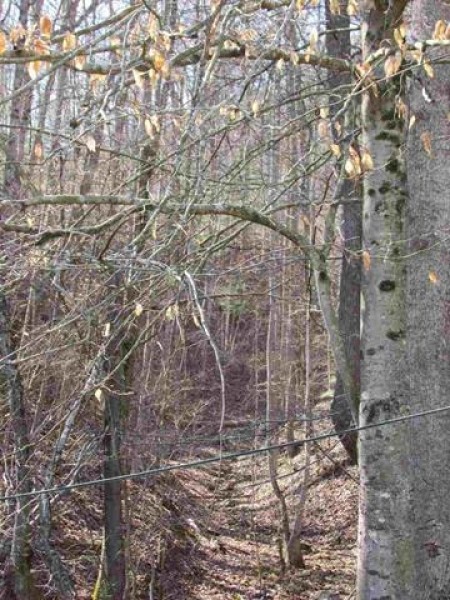 Unrestricted Hunting Land For Sale Hawkins County TN 37857 featured image