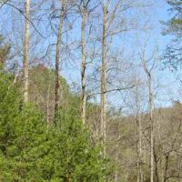 Unrestricted Hunting Land For Sale Hawkins County TN 37857 images 2