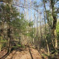 Unrestricted Hunting Land For Sale Hawkins County TN 37857 images 5