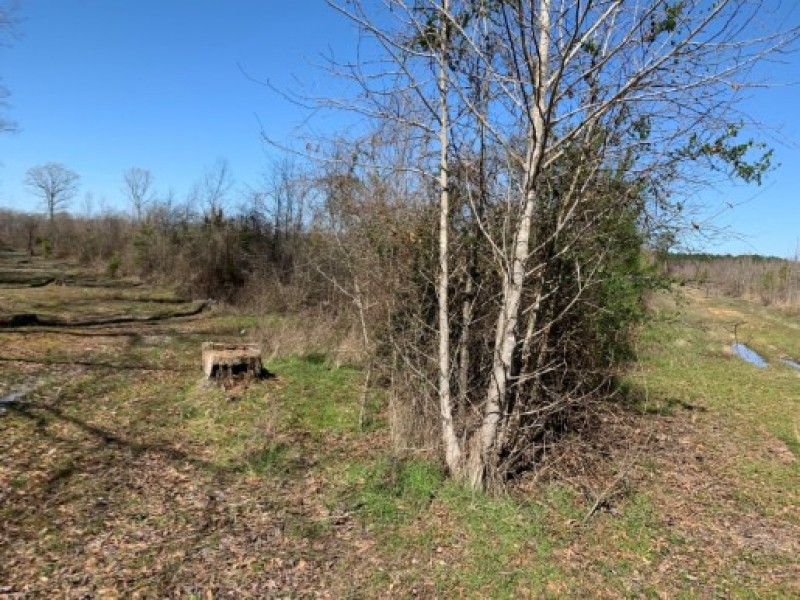 54.56 Acres in Rankin County in Lena  MS featured image