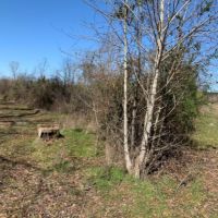 54.56 Acres in Rankin County in Lena  MS images 1