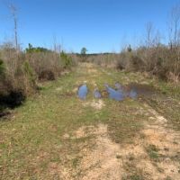 54.56 Acres in Rankin County in Lena  MS images 2