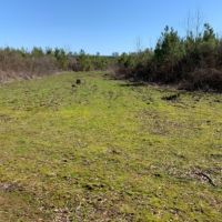 54.56 Acres in Rankin County in Lena  MS images 4