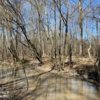 54.56 Acres in Rankin County in Lena  MS images 6