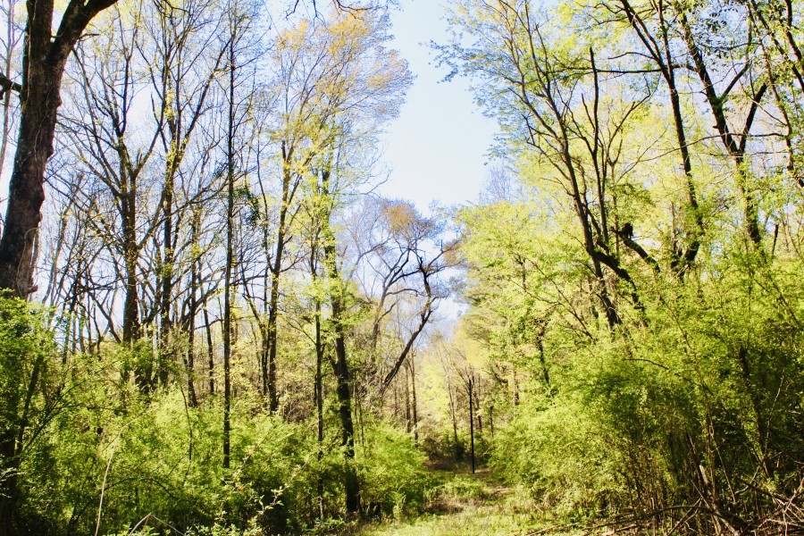 40 Acres of Mature Timber in Jayess  MS featured image
