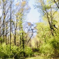 40 Acres of Mature Timber in Jayess  MS
