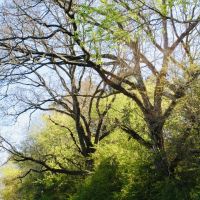 40 Acres of Mature Timber in Jayess  MS images 2