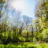 40 Acres of Mature Timber in Jayess  MS images 3
