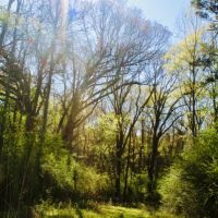 40 Acres of Mature Timber in Jayess  MS images 4