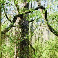 40 Acres of Mature Timber in Jayess  MS images 5
