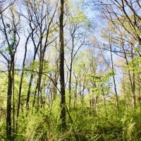 40 Acres of Mature Timber in Jayess  MS images 6