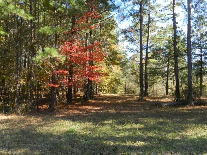Beautiful Wooded Home Sites featured image