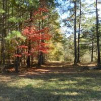 Beautiful Wooded Home Sites