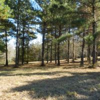 Beautiful Wooded Home Sites images 2