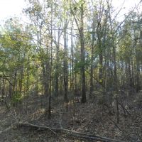 Beautiful Wooded Home Sites images 4