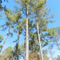 Beautiful Wooded Home Sites images 5