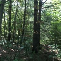 135 acres Hunting Land Dekalb NY images 6