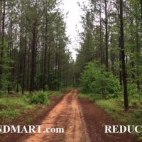 Excellent Hunting &nbsp; Timber - Reduced