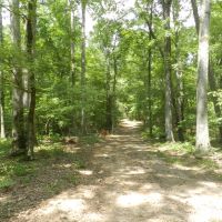 Excellent Hunting &nbsp; Timber - Reduced images 2