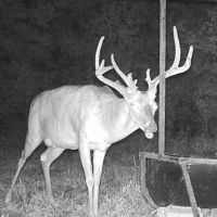 Excellent Hunting &nbsp; Timber - Reduced images 4