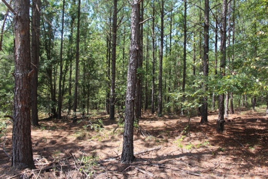 Small Secluded Hunting Tract featured image