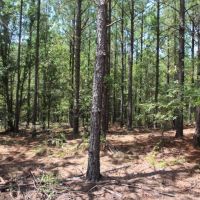 Small Secluded Hunting Tract images 1