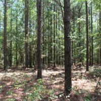 Small Secluded Hunting Tract images 3