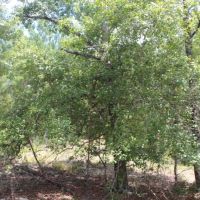 Small Secluded Hunting Tract images 6