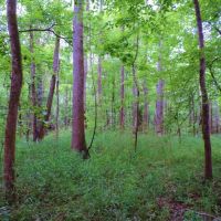 3 800 Ft. of Broad River Frontage images 4