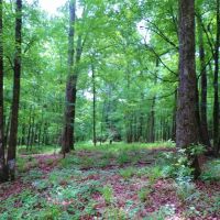 3 800 Ft. of Broad River Frontage images 5