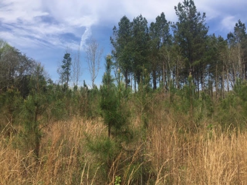40.5 Acres Marion County featured image
