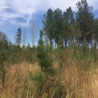 40.5 Acres Marion County