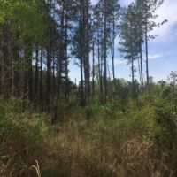 40.5 Acres Marion County images 2