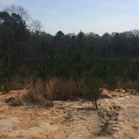 40.5 Acres Marion County images 3
