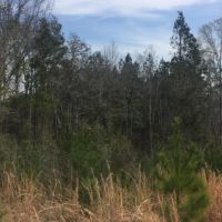 40.5 Acres Marion County images 4