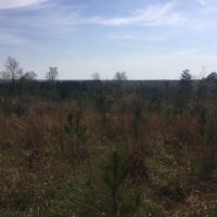 40.5 Acres Marion County images 5
