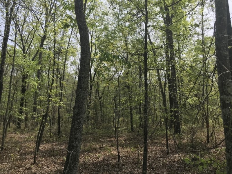 Hunting  Timber  and Creek featured image