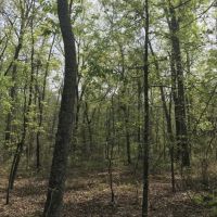 Hunting  Timber  and Creek