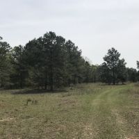 Hunting  Timber  and Creek images 2