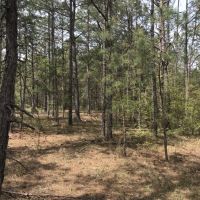 Hunting  Timber  and Creek images 3