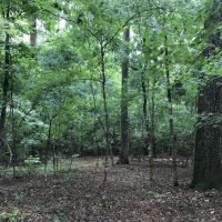 Hunting  Timber  and Creek images 5