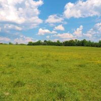 Cattle Farm with 2 Ponds images 2