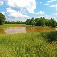 Cattle Farm with 2 Ponds images 5