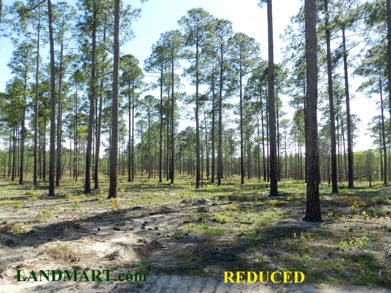 Timber Investment &nbsp; Hunting-Reduced featured image