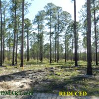 Timber Investment &nbsp; Hunting-Reduced