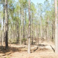 Timber Investment &nbsp; Hunting-Reduced images 2