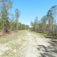 Timber Investment &nbsp; Hunting-Reduced images 3