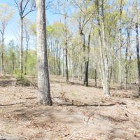 Timber Investment &nbsp; Hunting-Reduced images 4