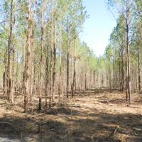Timber Investment &nbsp; Hunting-Reduced images 5
